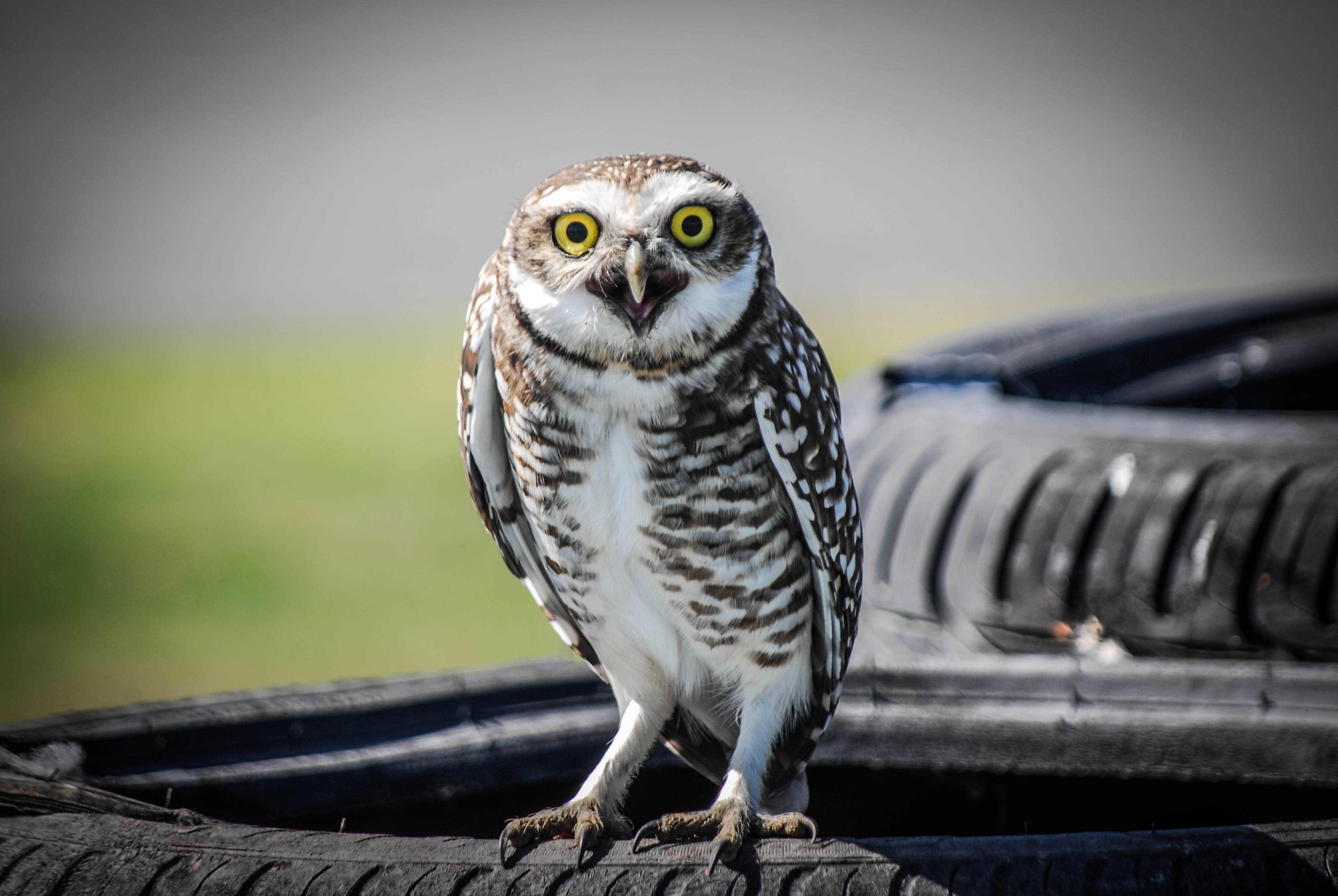 Las mejores fotos del comienzo del sábado en Buenos Aires: _DSC2785.jpg