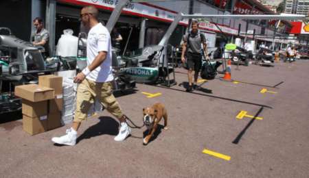 La desorbitante cifra que gana el perro de Hamilton