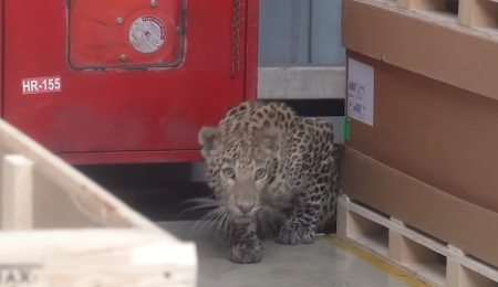Un leopardo en Mercedes
