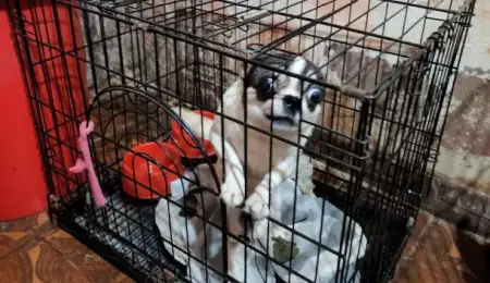 Clausuraron un local ilegal que vendía perros Chihuahua en Villa Crespo