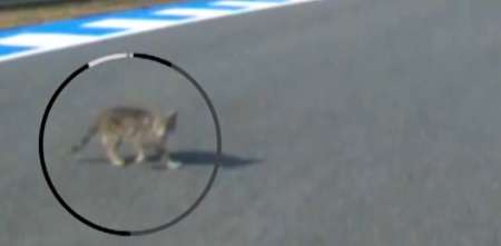 ¡Insólito! Aleix Espargaró casi pisa un gato en MotoGP