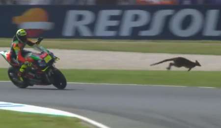 ¡Cuidado! Canguro suelto