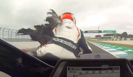 Un insólito accidente con una gaviota en Australia