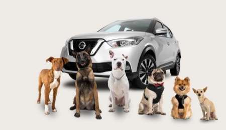 Ocho consejos para viajar con mascotas en el auto