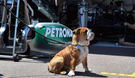El perro de Hamilton "cobra" más que un piloto de Fórmula 1