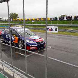 El León, está enjaulado