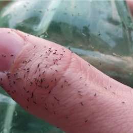 Invasión de Trips en CABA y Buenos Aires: ¿cómo combatir la presencia de una nueva especie?