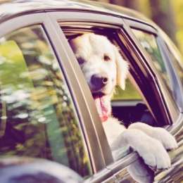 Video: también hay que darle paso a las mascotas