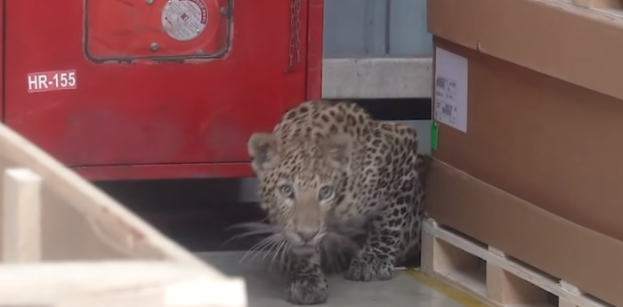 Un leopardo en Mercedes