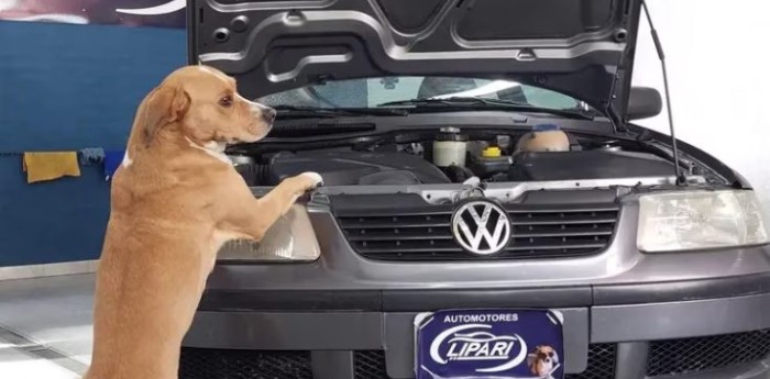 Increíble: una agencia publica los autos con fotos de perritos y causa furor en las redes sociales